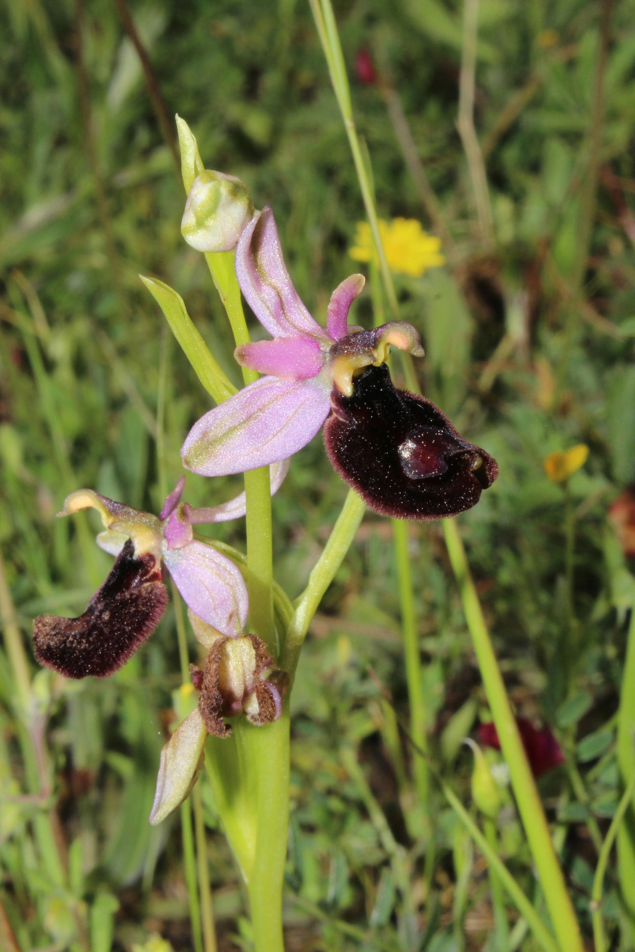 Ophrys x daneschianum